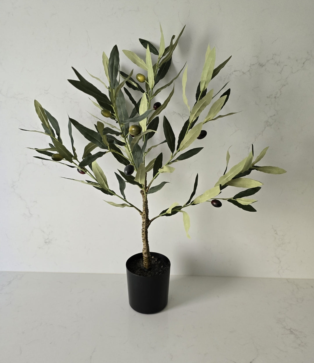 Ramadan mini olive tree