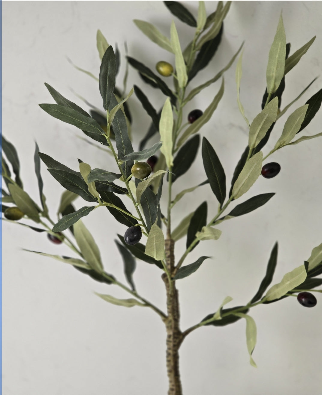 Ramadan mini olive tree