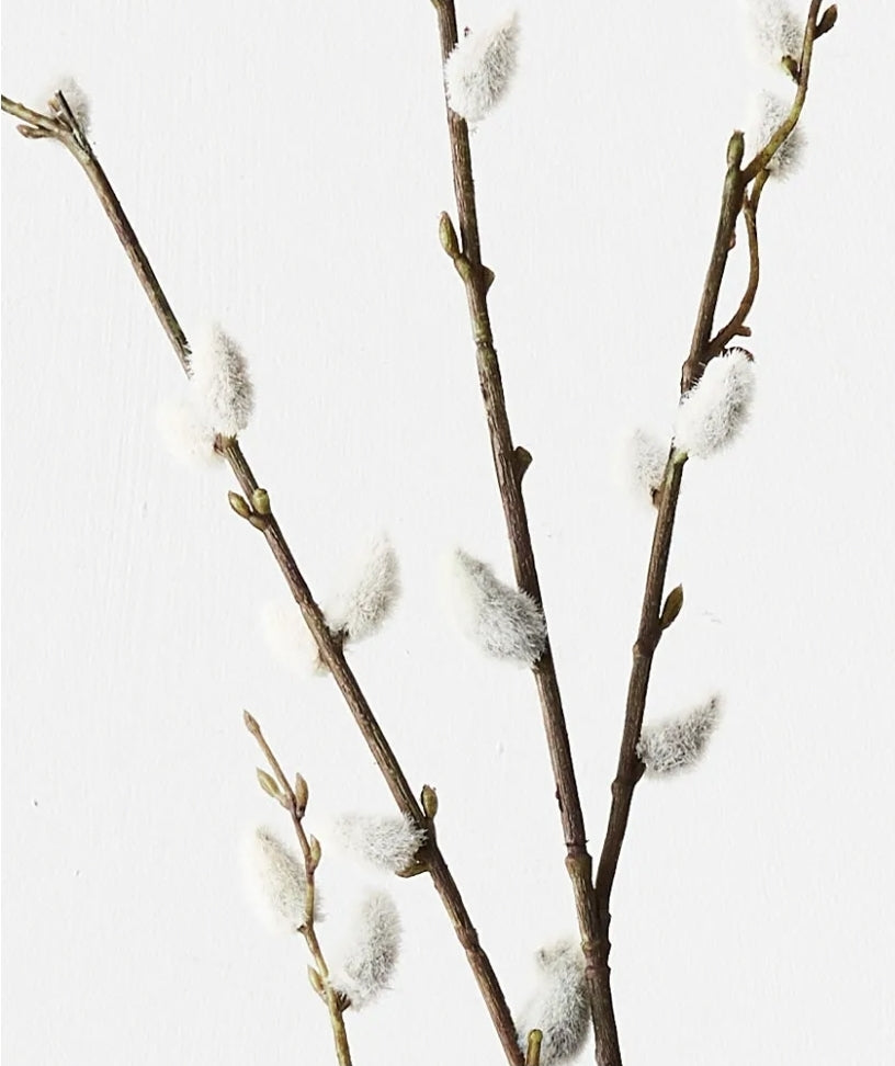 Pussy willow buds