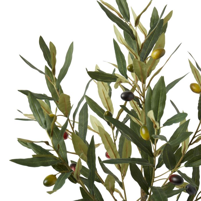 Ramadan olive tree