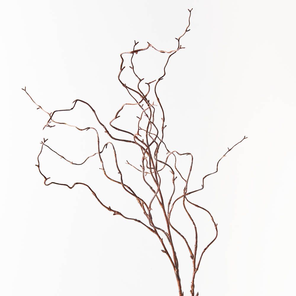 Brown curly willow