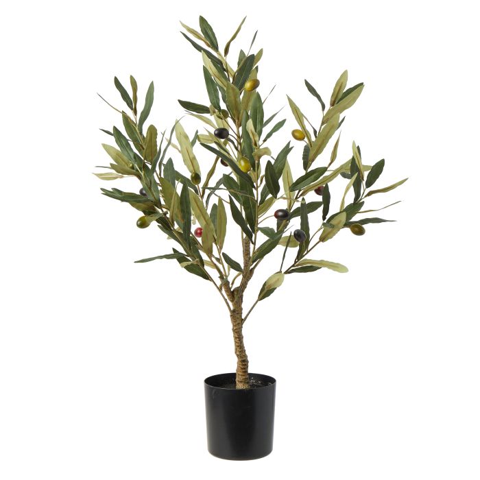 Ramadan olive tree