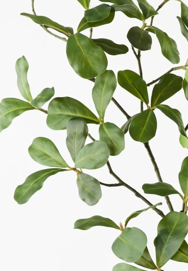 Black olive leafs (floral arrangements)