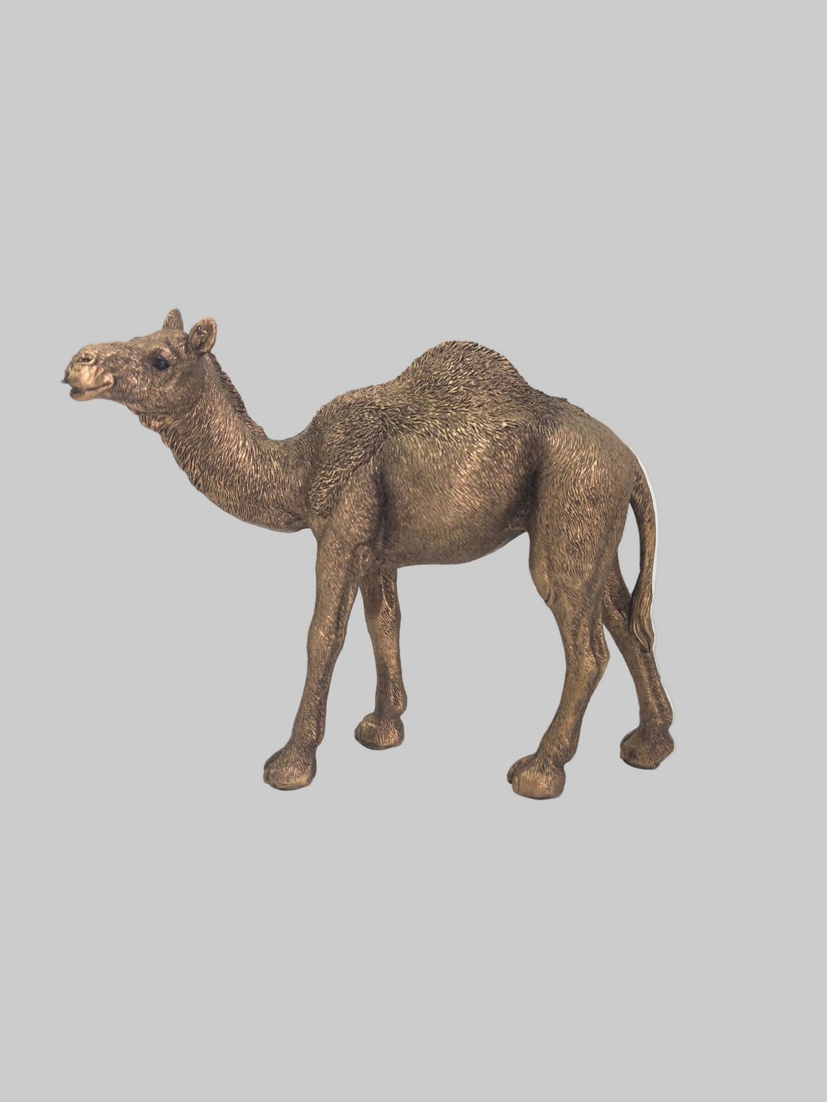 Rawdah camel