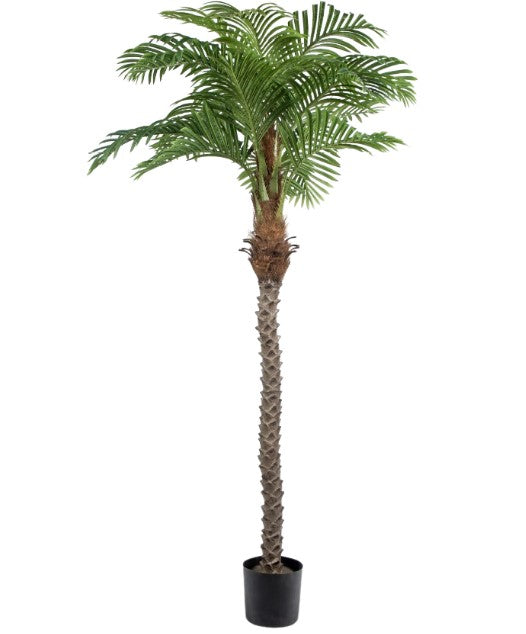 Ramadan/eid palm tree