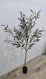 Olive tree plant