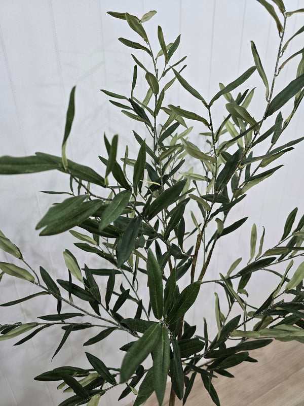 Olive tree plant