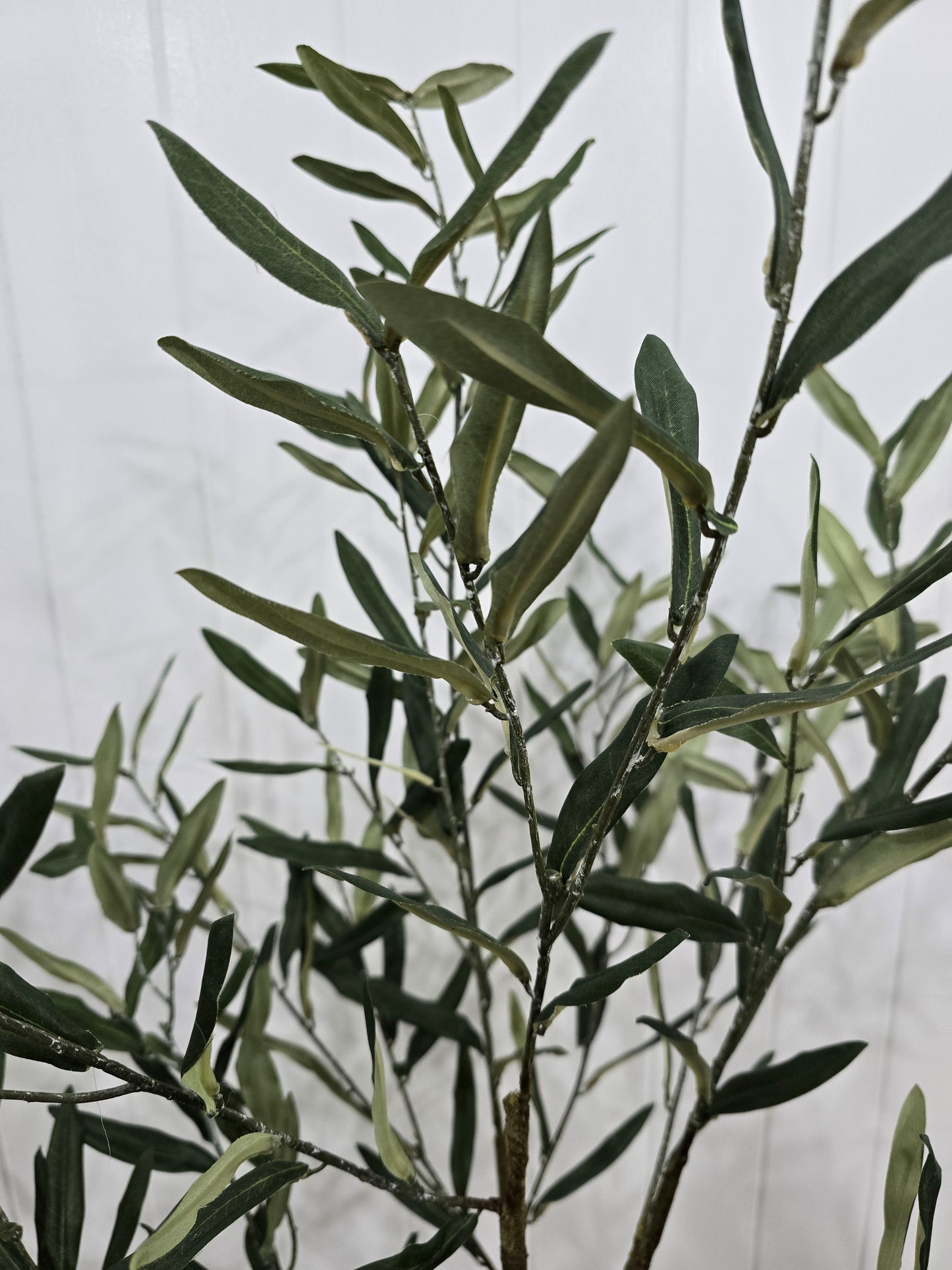 Olive tree plant