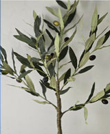 Ramadan mini  olive tree