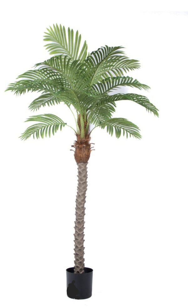 Ramadan/eid palm tree