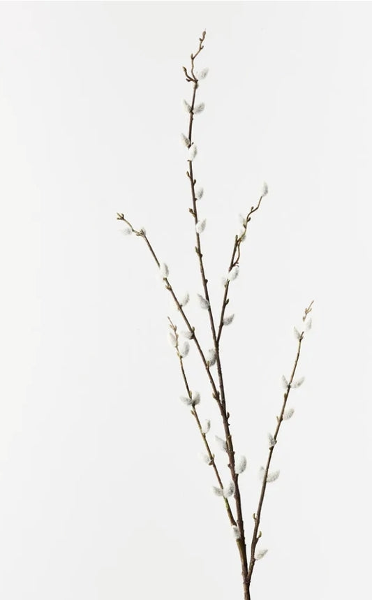 Pussy willow buds                   (floral arrangement)