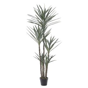 Rogue dracaena plant
