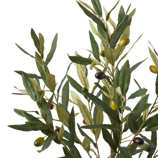 Ramadan olive tree