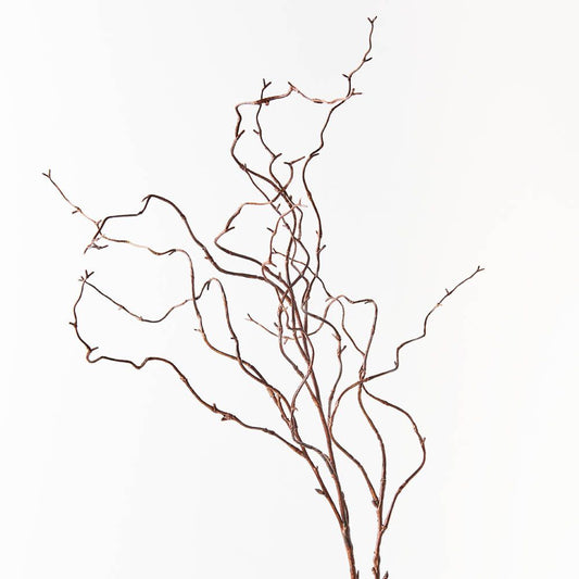 Brown curly willow