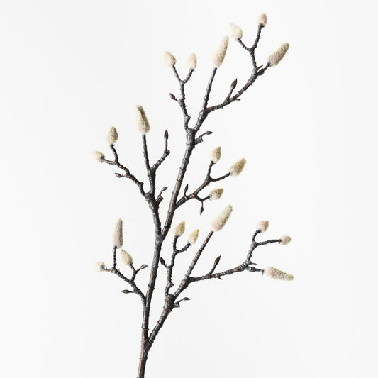 Magnolia bud branch
