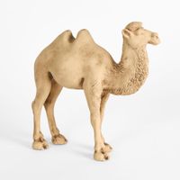 Ramadan camel