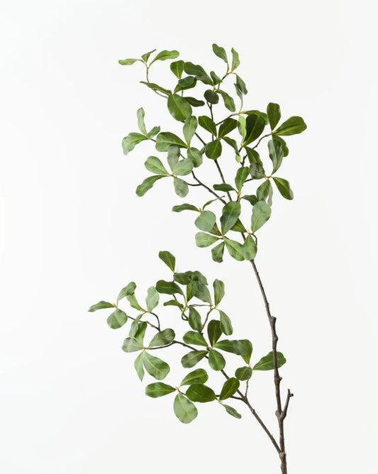 Black olive leafs  (floral arrangements)