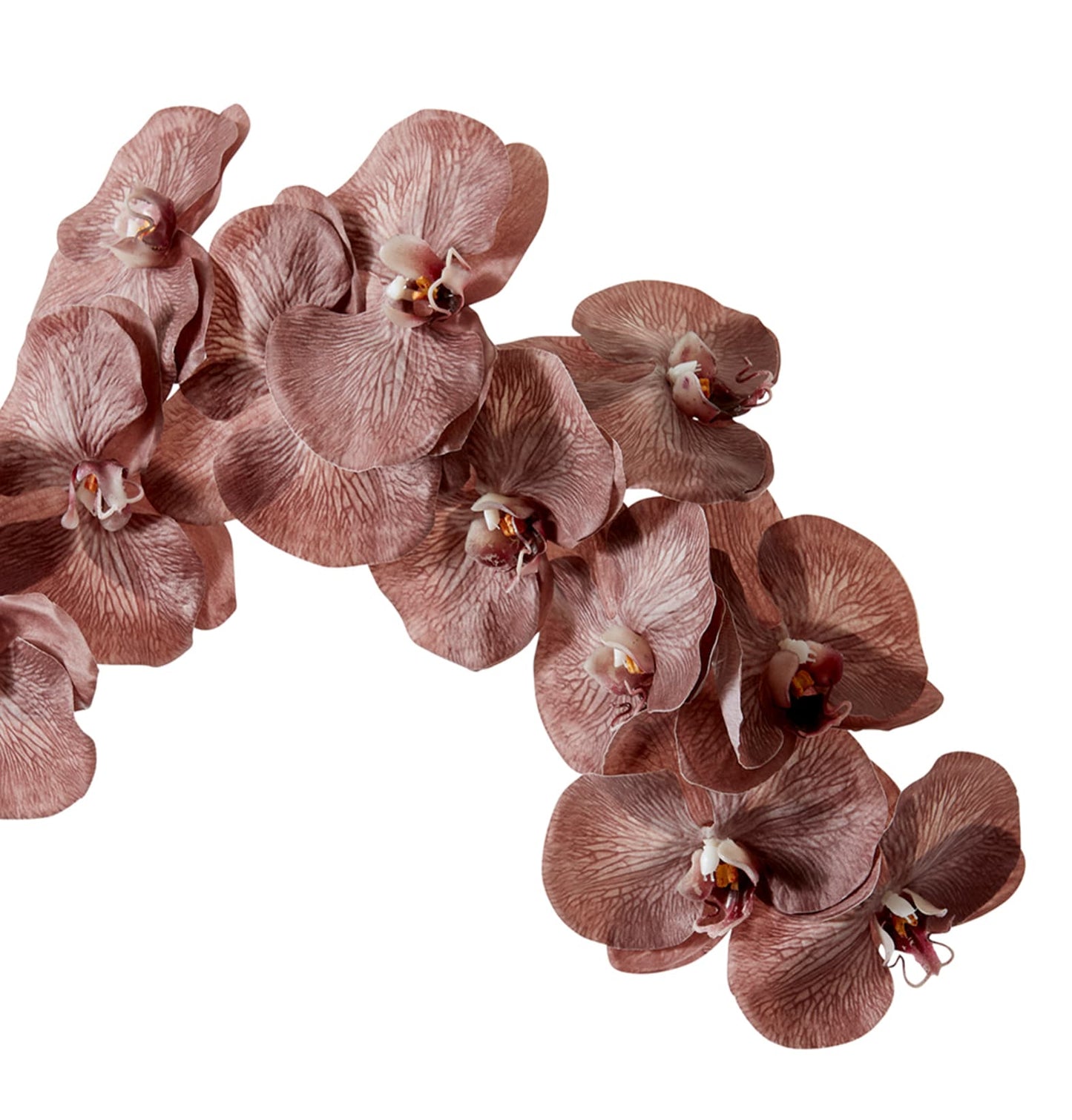 Phalaenopsis orchid