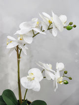 Silian  floral arrangement