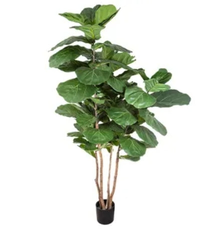 PLANTS /Fiddle leaf tree